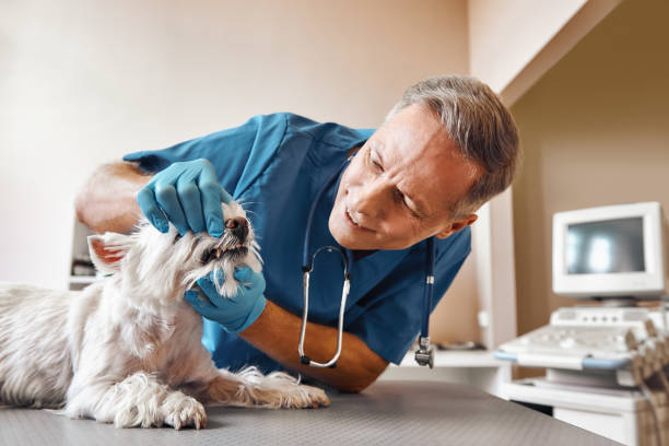 Best Emergency Tooth Extraction in Clarence, IA
